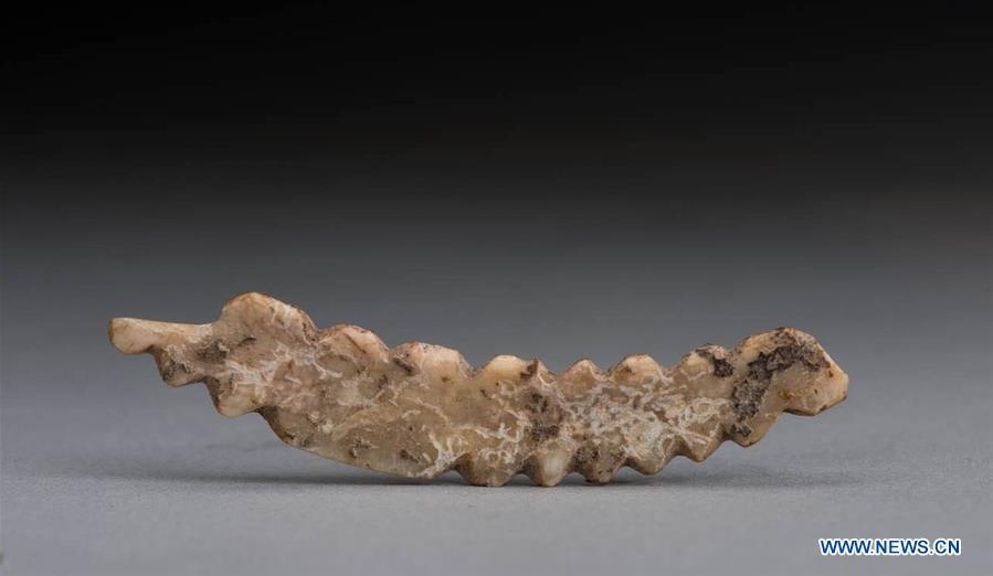 Undated file photo provided by Zhengzhou Municipal Institute of Archaeology shows the silkworm carving unearthed in Gongyi City, central China\'s Henan Province. A boar tusk carving of a silkworm, dating back over 5,000 years, was unearthed in the Shuanghuaishu Remain in Gongyi City. The carving, 6.4cm long, nearly 1cm wide and 0.1cm thick, was believed to be China\'s earliest carving depicting silkworms. (Xinhua)