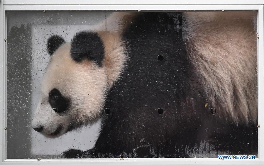 Ding Ding, the female panda born in 2017, is seen in a transport cage at the Bifengxia base of the China Conservation and Research Center for the Giant Panda in Ya\'an, southwest China\'s Sichuan Province, April 29, 2019. Chinese researchers held a send-off ceremony for a pair of giant pandas who are to depart for Moscow on Monday for a 15-year collaborative research. Ru Yi, the male panda born in 2016, and Ding Ding, the female panda born in 2017, are scheduled to board a flight at 1:45 p.m. in Chengdu and arrive in Moscow at 10:00 p.m. Beijing Time the same day, the panda research base in southwest China\'s Sichuan Province said. (Xinhua/Xue Yubin)