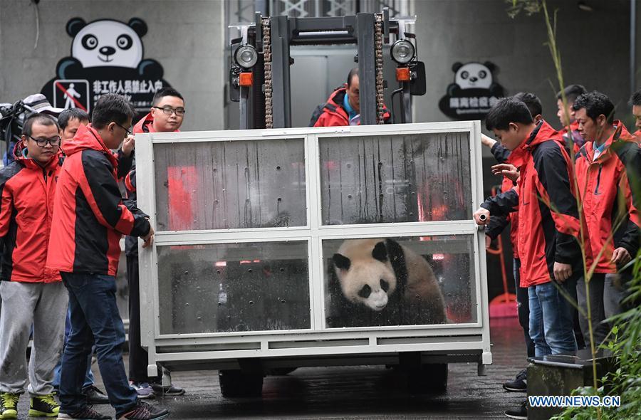 Staff members convey a transport cage containing Ding Ding, the female panda born in 2017, to a lorry at the Bifengxia base of the China Conservation and Research Center for the Giant Panda in Ya\'an, southwest China\'s Sichuan Province, April 29, 2019. Chinese researchers held a send-off ceremony for a pair of giant pandas who are to depart for Moscow on Monday for a 15-year collaborative research. Ru Yi, the male panda born in 2016, and Ding Ding, the female panda born in 2017, are scheduled to board a flight at 1:45 p.m. in Chengdu and arrive in Moscow at 10:00 p.m. Beijing Time the same day, the panda research base in southwest China\'s Sichuan Province said. (Xinhua/Xue Yubin)