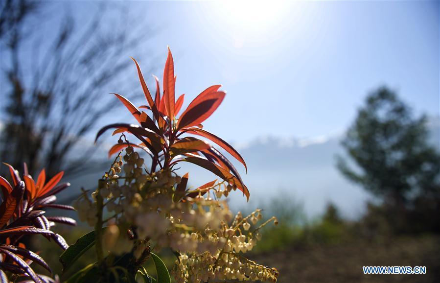 Photo taken on April 28, 2019 shows plants in Gyirong County of Xigaze City, southwest China\'s Tibet Autonomous Region. (Xinhua/Jigme Dorje)