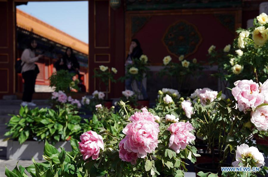 Photo taken on April 30, 2019 shows peony flowers in the Palace Museum in Beijing, capital of China. An exhibition featuring 70 kinds of peony flowers from Heze of Shandong Province kicked off in Beijing on Tuesday and will last till May 12. (Xinhua/Jin Liangkuai)