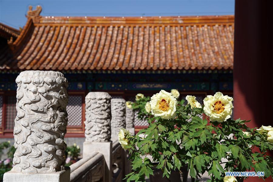 Photo taken on April 30, 2019 shows peony flowers in the Palace Museum in Beijing, capital of China. An exhibition featuring 70 kinds of peony flowers from Heze of Shandong Province kicked off in Beijing on Tuesday and will last till May 12. (Xinhua/Jin Liangkuai)