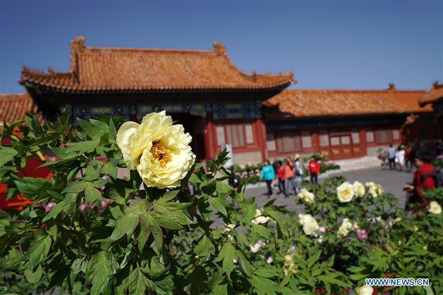 Photo taken on April 30, 2019 shows peony flowers in the Palace Museum in Beijing, capital of China. An exhibition featuring 70 kinds of peony flowers from Heze of Shandong Province kicked off in Beijing on Tuesday and will last till May 12. (Xinhua/Jin Liangkuai)