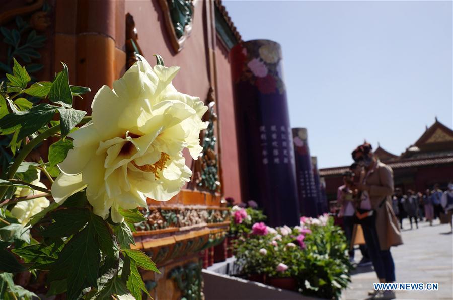 Photo taken on April 30, 2019 shows peony flowers in the Palace Museum in Beijing, capital of China. An exhibition featuring 70 kinds of peony flowers from Heze of Shandong Province kicked off in Beijing on Tuesday and will last till May 12. (Xinhua/Jin Liangkuai)