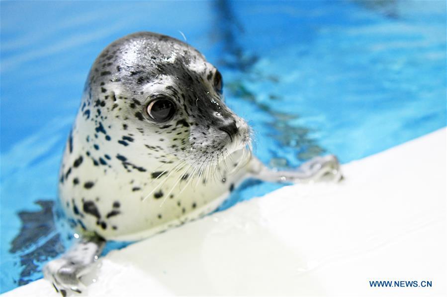 A seal pup is seen at the Harbin Polarland in Harbin, northeast China\'s Heilongjiang Province, on April 29, 2019. Three seal pups entered a \