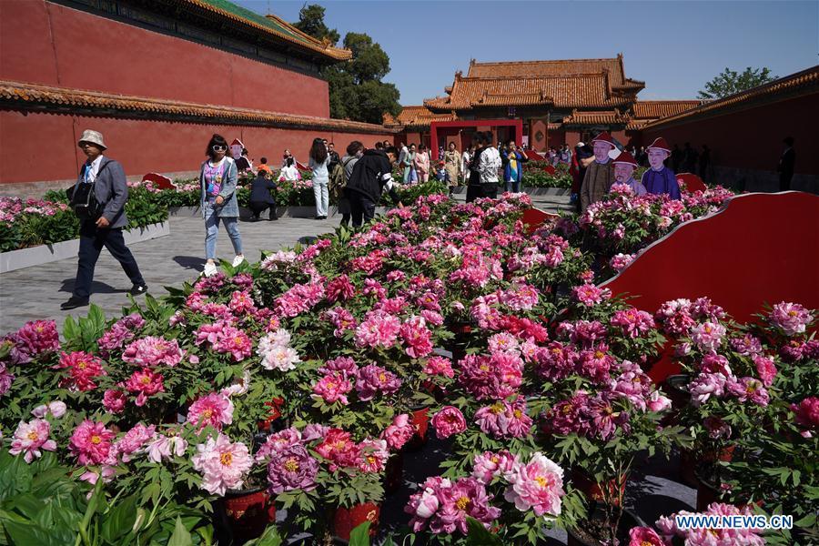 Photo taken on April 30, 2019 shows peony flowers in the Palace Museum in Beijing, capital of China. An exhibition featuring 70 kinds of peony flowers from Heze of Shandong Province kicked off in Beijing on Tuesday and will last till May 12. (Xinhua/Jin Liangkuai)