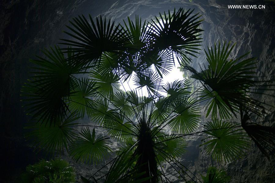 Photo taken on May 3, 2019 shows plants at the bottom of the Luoquanyan sinkhole, which measures 290 meters in depth, in Xuan\'en County, central China\'s Hubei Province. (Xinhua/Song Wen)