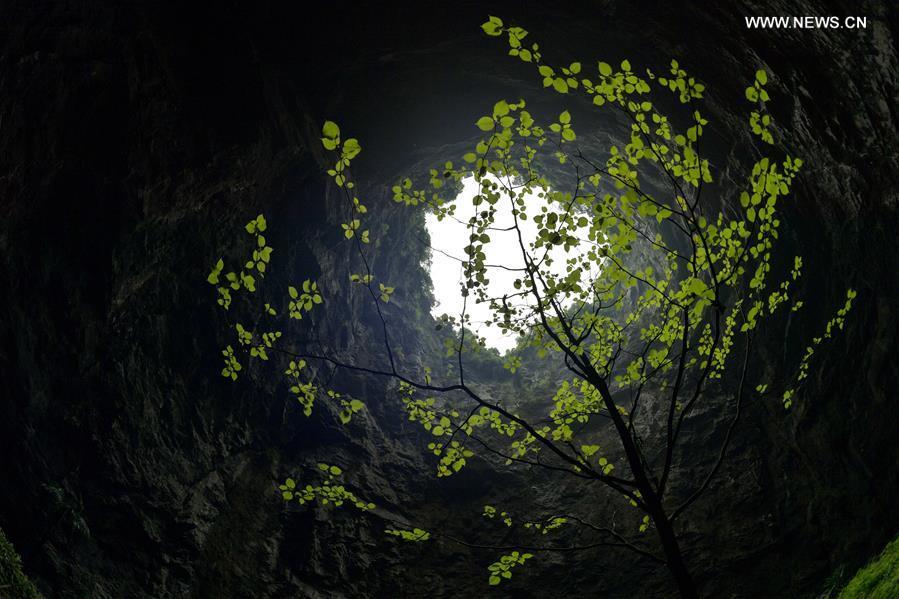 Photo taken on May 3, 2019 shows a sprouting tree at the bottom of the Luoquanyan sinkhole, which measures 290 meters in depth, in Xuan\'en County, central China\'s Hubei Province. (Xinhua/Song Wen)