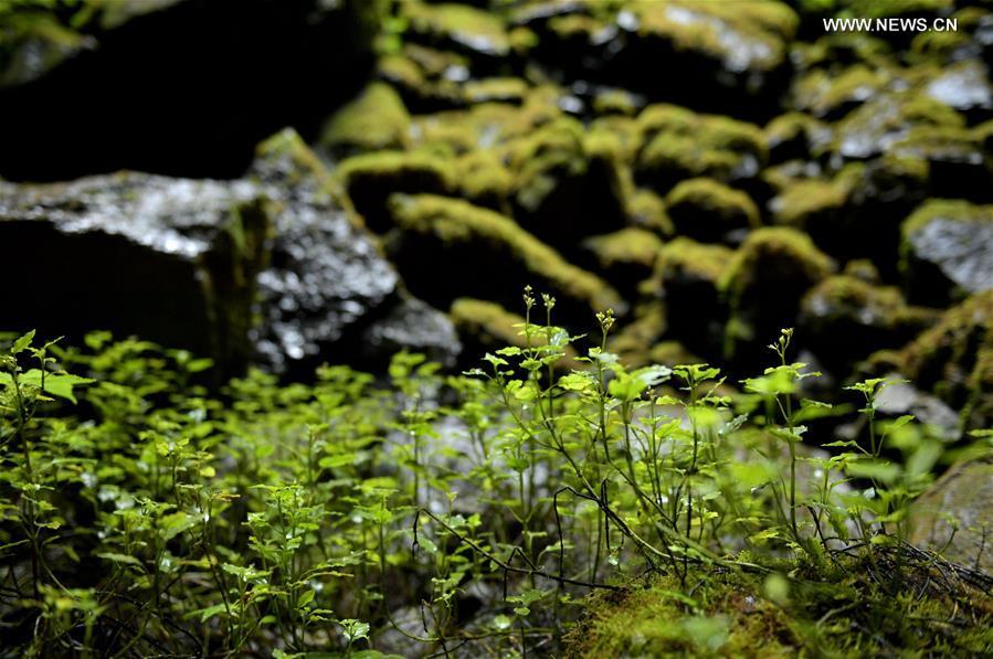 Photo taken on May 3, 2019 shows plants at the bottom of the Luoquanyan sinkhole, which measures 290 meters in depth, in Xuan\'en County, central China\'s Hubei Province. (Xinhua/Song Wen)
