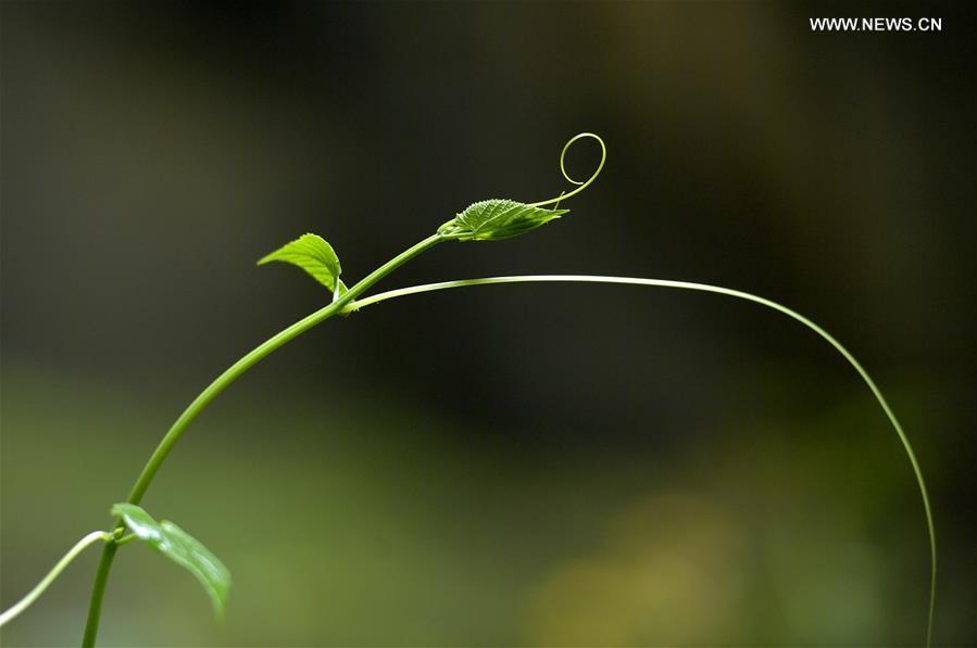 Photo taken on May 3, 2019 shows a plant at the bottom of the Luoquanyan sinkhole, which measures 290 meters in depth, in Xuan\'en County, central China\'s Hubei Province. (Xinhua/Song Wen)
