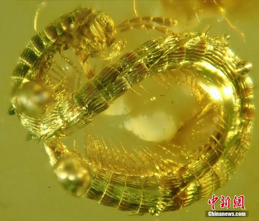 Researchers have identified a new and tiny species of millipede in 99-million-year-old amber from the southeast Asian nation of Myanmar. According to a study, the creature, which has been named Burmanopetalum inexpectatum, represents the earliest fossil millipede of the animal order Callipodida, casting new light on the evolutionary history of these animals.(Photo/VCG)
