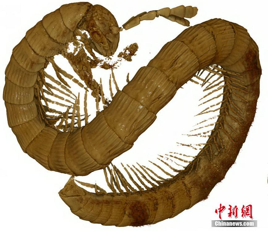 Researchers have identified a new and tiny species of millipede in 99-million-year-old amber from the southeast Asian nation of Myanmar. According to a study, the creature, which has been named Burmanopetalum inexpectatum, represents the earliest fossil millipede of the animal order Callipodida, casting new light on the evolutionary history of these animals.(Photo/VCG)
