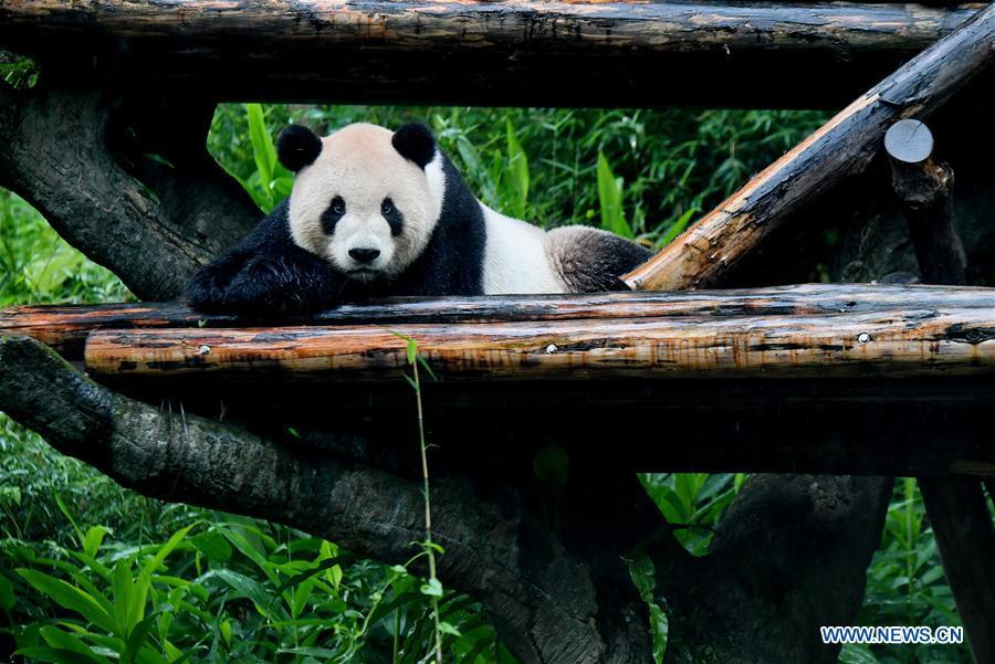 The giant panda Tuantuan plays at the Taipei Zoo in Taipei, southeast China\'s Taiwan, May 6, 2019. At the Taipei Zoo, the two giant pandas Tuantuan (male) and Yuanyuan (female) have drawn large crowds eager to catch a glimpse of the chubby bears through the past ten years. The two giant pandas were sent to Taiwan from the Chinese mainland in late 2008. In 2013, Tuantuan and Yuanyuan had a baby called Yuanzai. (Xinhua/Zhang Guojun)