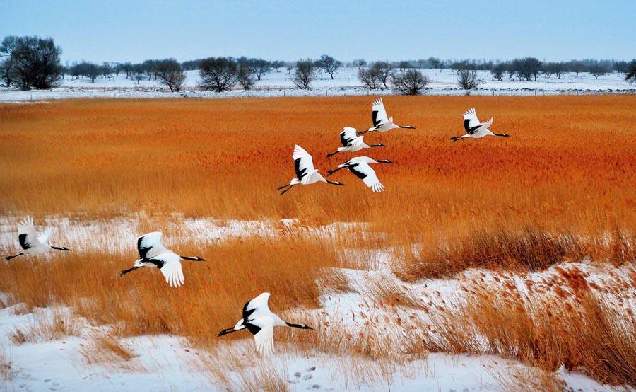 Red-crowned cranes at Xianghai National Nature Reserve in Baicheng city, Northeast China\'s Jilin Province.  (Photo provided to chinadaily.com.cn)
