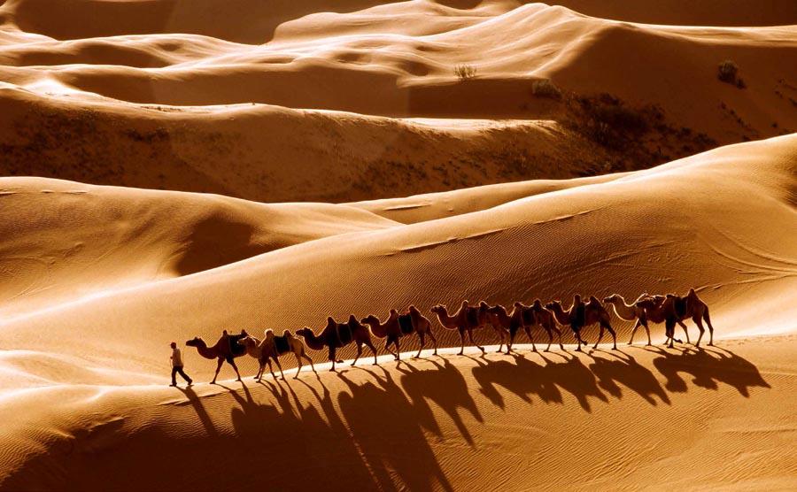 Camels in the Resonant Sand Gorge in Ordos city, North China\'s Inner Mongolia autonomous region.   (Photo provided to chinadaily.com.cn)