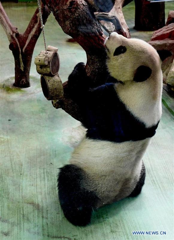 The giant panda Yuanyuan plays at the Taipei Zoo in Taipei, southeast China\'s Taiwan, April 28, 2019. At the Taipei Zoo, the two giant pandas Tuantuan (male) and Yuanyuan (female) have drawn large crowds eager to catch a glimpse of the chubby bears through the past ten years. The two giant pandas were sent to Taiwan from the Chinese mainland in late 2008. In 2013, Tuantuan and Yuanyuan had a baby called Yuanzai. (Xinhua/Zhang Guojun)