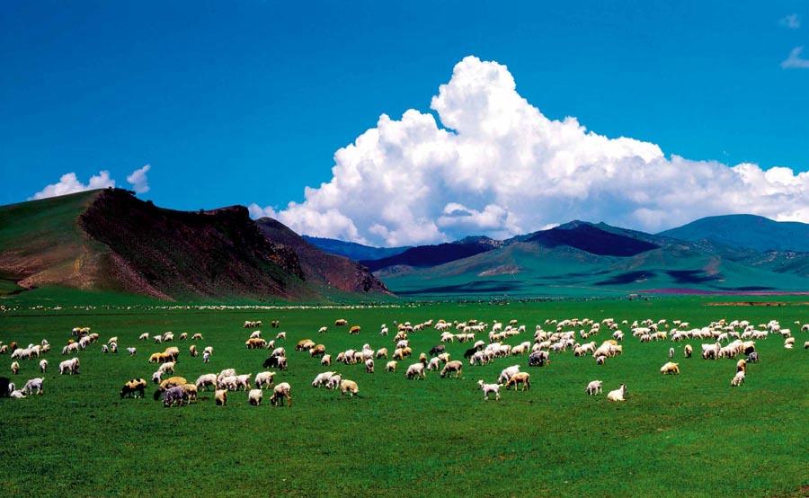 A pasture in North China\'s Inner Mongolia autonomous region.  (Photo provided to chinadaily.com.cn)