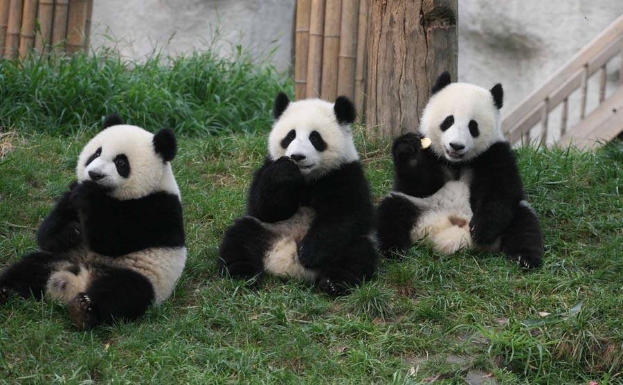 Pandas at the Research Base of Giant Panda Breeding in Chengdu city, Southwest China\'s Sichuan Province.   (Photo provided to chinadaily.com.cn)