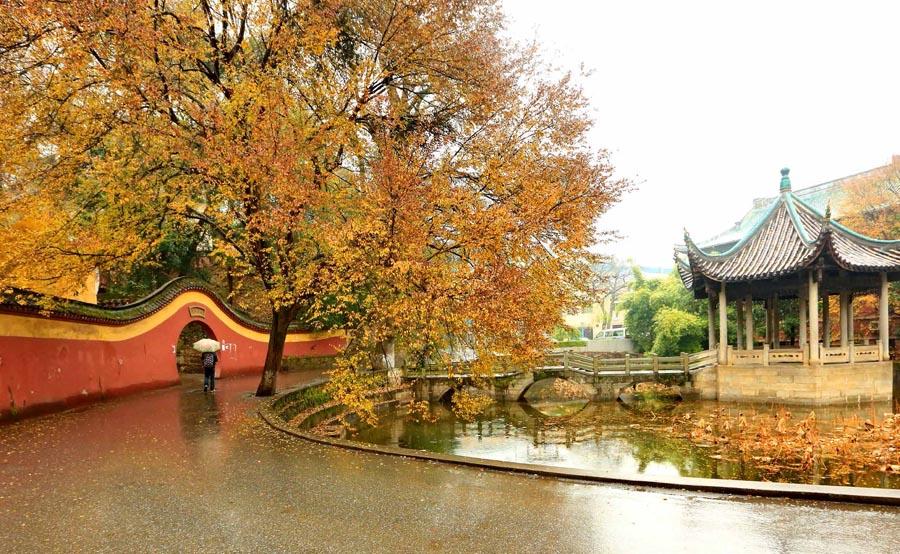 Autumn scenery at the time-honored Yuelu Academy in Changsha city, Central China\'s Hunan Province.  (Photo provided to chinadaily.com.cn)