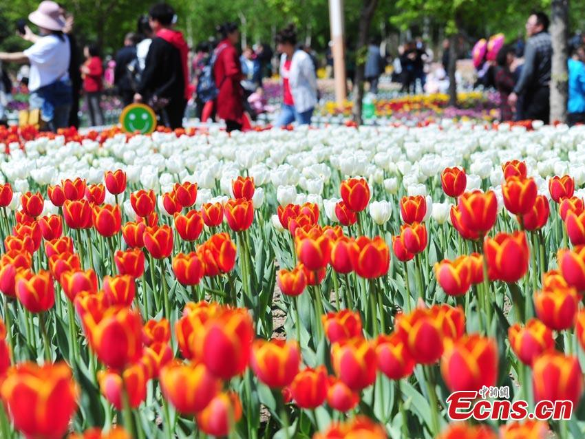 Tulips are seen at Changchun Park in Changchun City, northeast China\'s Jilin Province, May 7, 2019.  (Photo/China News Service)