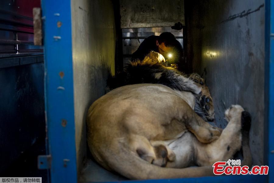 International animal welfare group Four Paws places Zhaku, a sedated lion, into a transfer cage at Tirana Zoo, Albania,  May 7, 2019. Zhaku is one of three lions, Lenci, Bobby and Zhaku, at the Tirana Zoo that will be transferred to the Felida Big Cat Centre in the Netherlands for better conditions.  (Photo/Agencies)