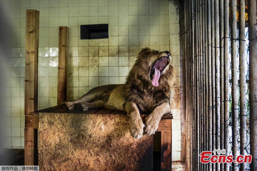 One of the lions, Boby, in a cage of Tirana zoo Albania,   before its transfer to the Netherlands May 7, 2019. (Photo/Agencies)