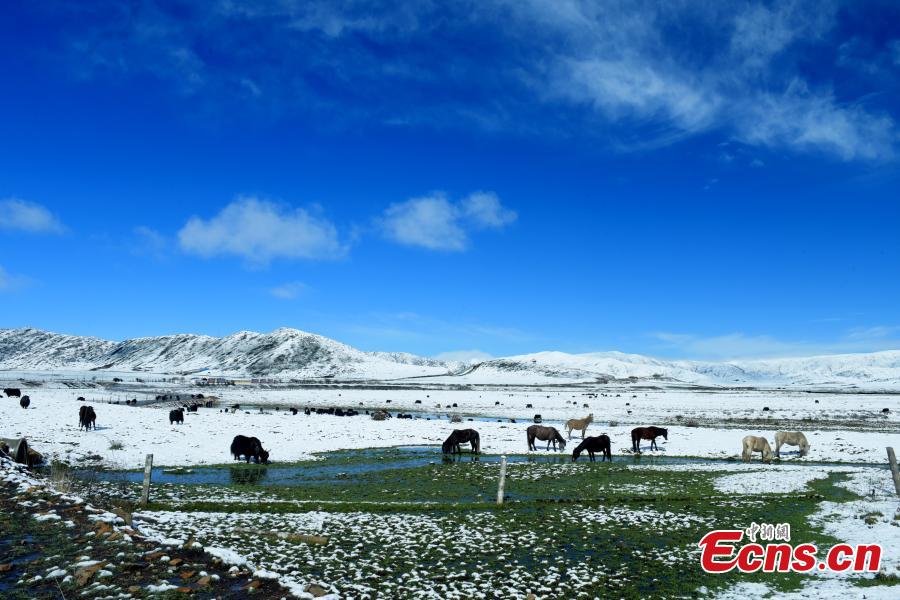 Snow covers the Hongyuan Prairie in Ngawa Tibetan and Qiang Autonomous Prefecture, Southwest China\'s Sichuan Province, May 7, 2019, after a cold front hit. The vast grassland is a tourist attraction in the province. (Photo: China News Service/Mou Jinghong)
