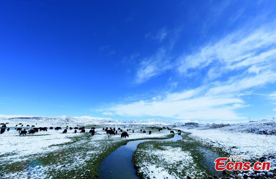 Snow covers the Hongyuan Prairie in Ngawa Tibetan and Qiang Autonomous Prefecture, Southwest China\'s Sichuan Province, May 7, 2019, after a cold front hit. The vast grassland is a tourist attraction in the province. (Photo: China News Service/Mou Jinghong)