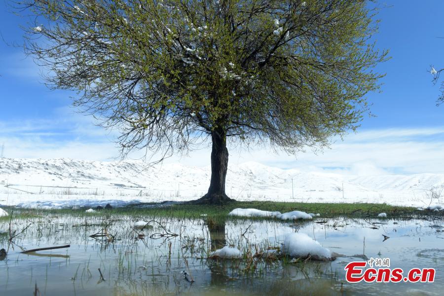 Snow covers the Hongyuan Prairie in Ngawa Tibetan and Qiang Autonomous Prefecture, Southwest China\'s Sichuan Province, May 7, 2019, after a cold front hit. The vast grassland is a tourist attraction in the province. (Photo: China News Service/Mou Jinghong)