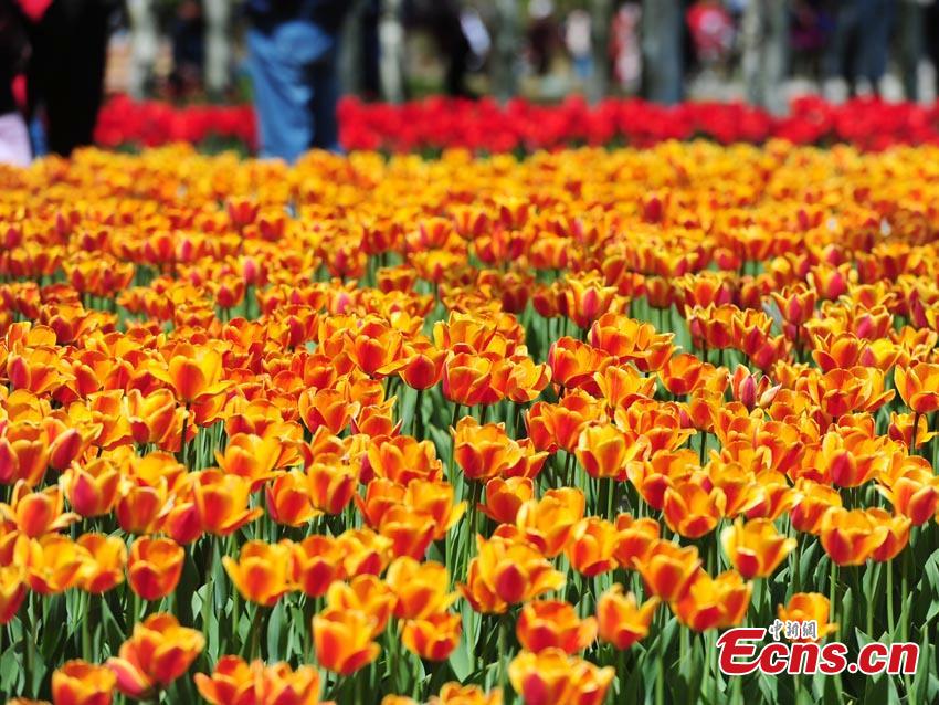 Tulips are seen at Changchun Park in Changchun City, northeast China\'s Jilin Province, May 7, 2019.  (Photo/China News Service)