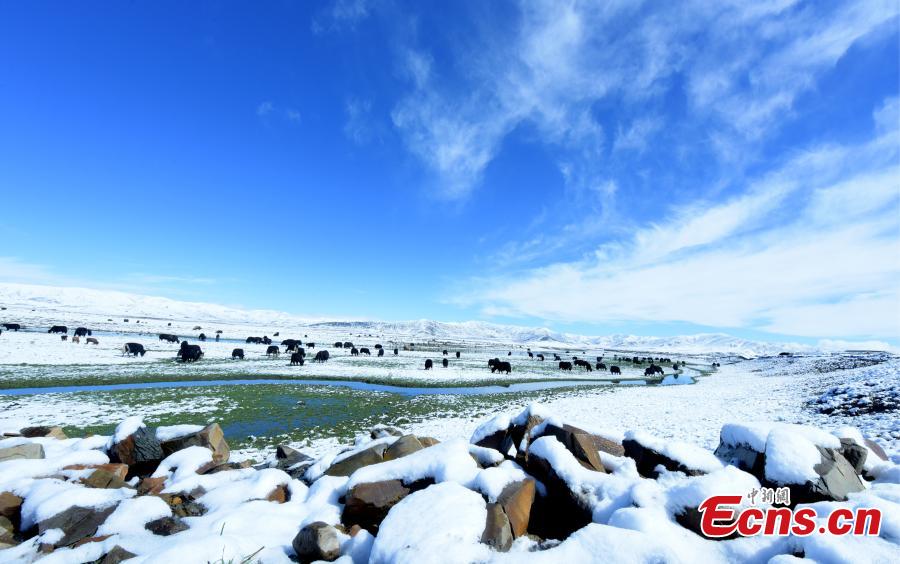 Snow covers the Hongyuan Prairie in Ngawa Tibetan and Qiang Autonomous Prefecture, Southwest China\'s Sichuan Province, May 7, 2019, after a cold front hit. The vast grassland is a tourist attraction in the province. (Photo: China News Service/Mou Jinghong)