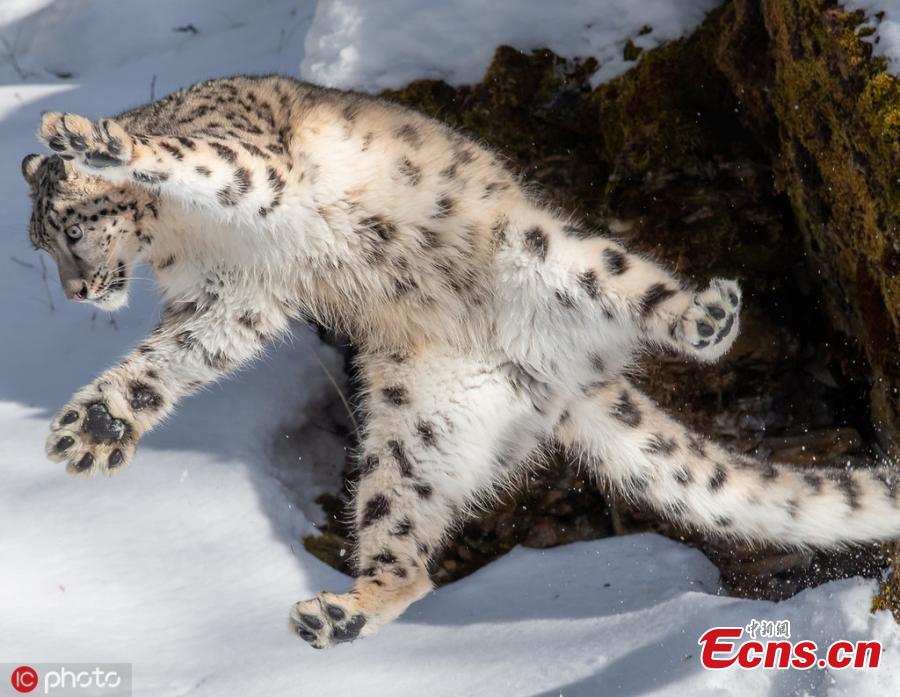 Photographer Ron Conigilaro, 47, from Detroit, Michigan, captures the charming moment a snow leopard does the \'jazz hands\' during a visit to Glacier National Park. The leopard, named Mystique, is part of a breeding program to ensure the healthy management of the species. (Photo/IC)