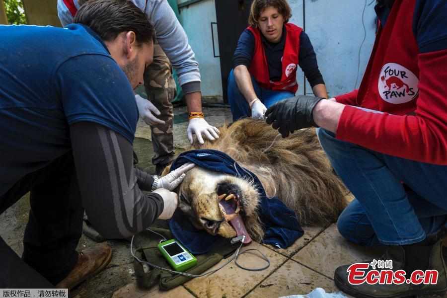 Veterinarian Marc Goelkel and the international animal welfare group Four Paws inspect Bobby, a sedated lion, at Tirana Zoo, Albania, May 7, 2019. Bobby is one of three lions, Lenci, Bobby and Zhaku, at the Tirana Zoo that will be transferred to the Felida Big Cat Centre in the Netherlands for better conditions. (Photo/Agencies)