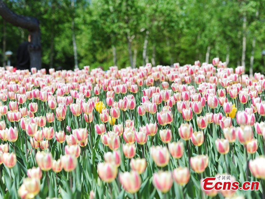 Tulips are seen at Changchun Park in Changchun City, northeast China\'s Jilin Province, May 7, 2019.  (Photo/China News Service)