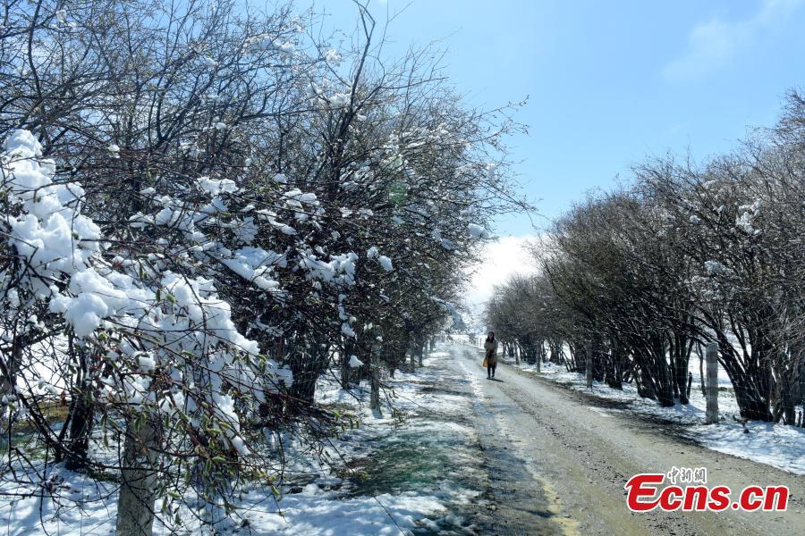 Snow covers the Hongyuan Prairie in Ngawa Tibetan and Qiang Autonomous Prefecture, Southwest China\'s Sichuan Province, May 7, 2019, after a cold front hit. The vast grassland is a tourist attraction in the province. (Photo: China News Service/Mou Jinghong)
