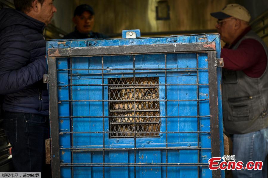 Zhaku looks out of a cage at Tirana zoo, Albania, May 7, 2019. It is one of three lions, Lenci, Bobby and Zhaku, at the Tirana Zoo that will be transferred to the Felida Big Cat Centre in the Netherlands for better conditions. (Photo/Agencies)