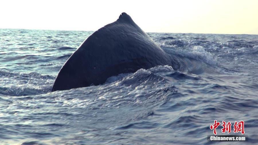 A sperm whale is seen in the South China Sea, May 6, 2019. Chinese scientists conduct the world\'s first investigation of whales in the waters.  Sperm whales, striped dolphins, and other rare cetaceans have been observed in the South China Sea, with a high probability of settled groups, according to the world\'s first investigation of whales in the waters, conducted by the Chinese Academy of Sciences. (Photo/China News Service)