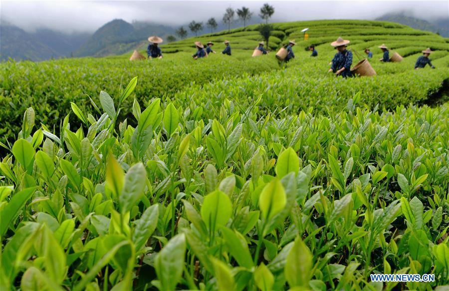 Farmers pick tea leaves at a tea garden of Wuyishan, southeast China\'s Fujian Province, on April 14, 2019. As an important part of Asian culture, tea is a special bond among Asian countries to deepen friendship and boost mutual exchanges. China will hold the Conference on Dialogue of Asian Civilizations starting from May 15. Under the theme of \