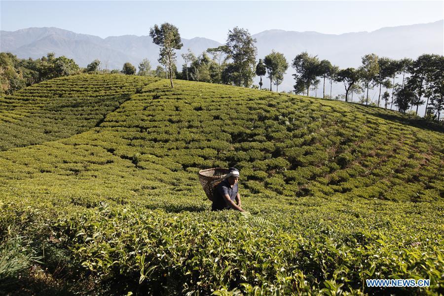 49-years-old farmer Duj Bahadur Dhugana works at his tea garden in Sandakapur Rural Municipality of Ilam District, Nepal, on Nov. 25, 2018. As an important part of Asian culture, tea is a special bond among Asian countries to deepen friendship and boost mutual exchanges. China will hold the Conference on Dialogue of Asian Civilizations starting from May 15. Under the theme of \