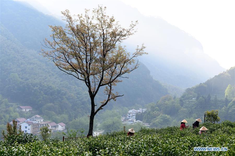 Farmers pick tea leaves in Tingxi Township of Jing County, east China\'s Anhui Province, on April 13, 2019. As an important part of Asian culture, tea is a special bond among Asian countries to deepen friendship and boost mutual exchanges. China will hold the Conference on Dialogue of Asian Civilizations starting from May 15. Under the theme of \