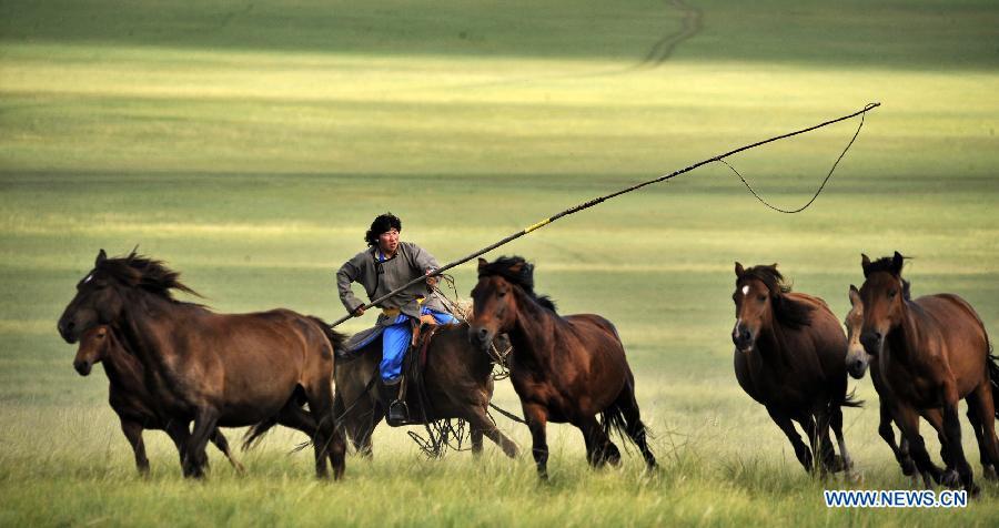 A herdsman lassos horses in Chen Barag Qi on the Hulun Buir Grasslands in north China\'s Inner Mongolia Autonomous Region, Aug. 27, 2010. China will hold the Conference on Dialogue of Asian Civilizations starting from May 15. Under the theme of \