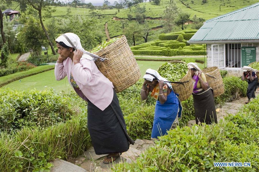 Farmers carry baskets of tea leaves in Nuwara Eliya, Sri Lanka, on April 17, 2010. As an important part of Asian culture, tea is a special bond among Asian countries to deepen friendship and boost mutual exchanges. China will hold the Conference on Dialogue of Asian Civilizations starting from May 15. Under the theme of \