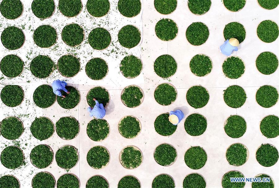 Aerial photo taken on April 15, 2019 shows farmers drying ginkgo leaves in Tancheng County, Shandong Province. As an important part of Asian culture, tea is a special bond among Asian countries to deepen friendship and boost mutual exchanges. China will hold the Conference on Dialogue of Asian Civilizations starting from May 15. Under the theme of \