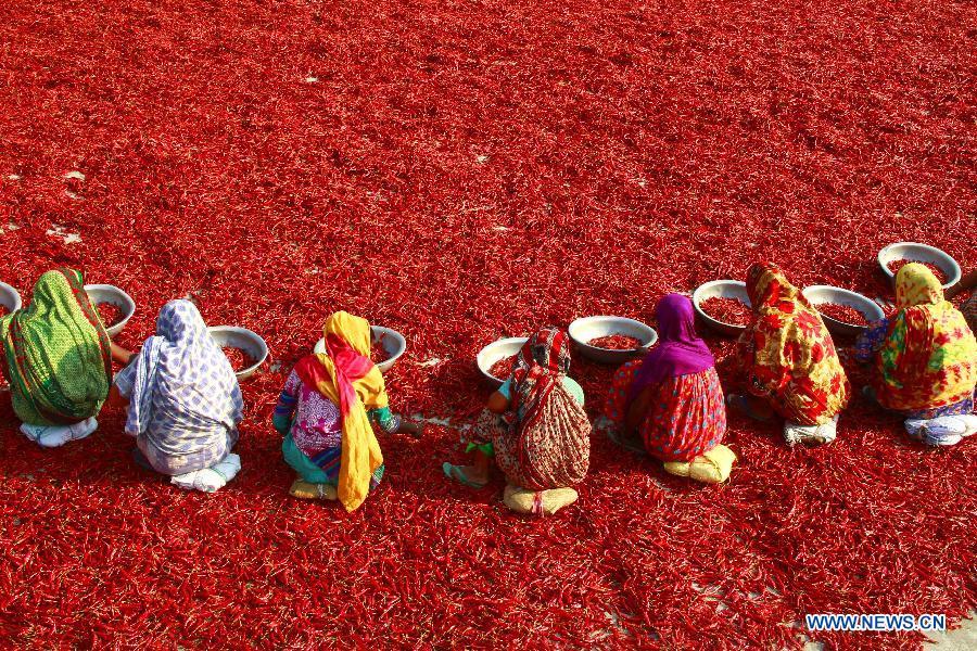 Women dry chilies at a factory in Bogra district, Bangladesh, March 23, 2019. China will hold the Conference on Dialogue of Asian Civilizations starting from May 15. Under the theme of \