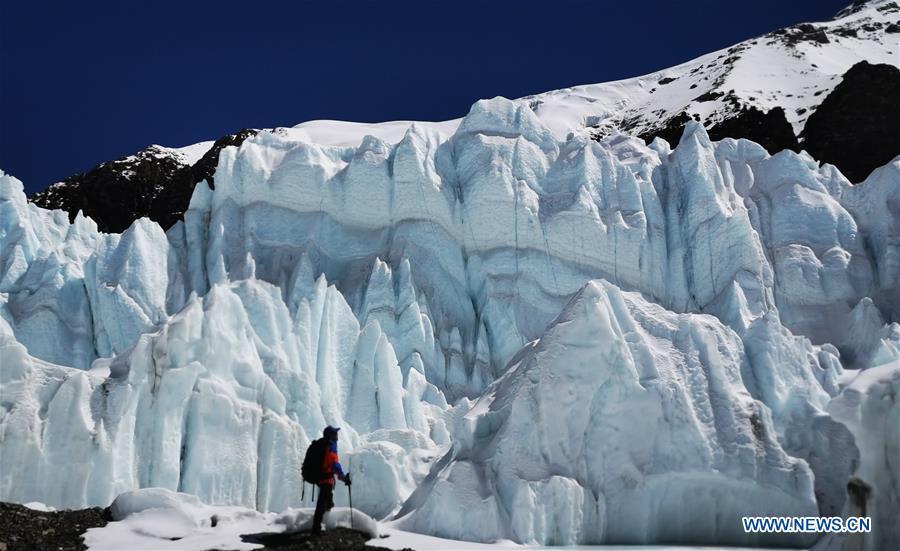 A climber is seen in front of a glacier on Mount Qomolangma in southwest China\'s Tibet Autonomous Region, April 26, 2019. Every year, for a few weeks, hundreds of climbers and supporting personnel come to the base camp of the northern face of Mount Qomolangma, trying to reach the summit of the tallest and most famous mountain in the world. Before starting climbing, they need to hike several times between elevations from 5,000 meters to 7,000 meters, giving their bodies some time to adapt. When this process is over, it\'s all up to the weather. The base camp is a popular place to wait for the window. Among the six camps on the northern face, the base camp at an altitude of 5,200 meters is the furthest cars can reach and therefor the most equipped. Besides food and accommodation, climbers can also enjoy tea and massage. They can also play football on perhaps the highest field. There\'s even a simple gym in the camp. Environmental protection is a priority here. Garbage sacks are given to each climbing team. Special containers are put in every camp to collect trash and sewage. The collected trash must be treated 100 kilometers away, and the only road is a zigzagging track. It is not trucks, but yaks that are generally used to make the journey. Actually yaks are vital on the mountain. Beyond the base camp, yak is the only reliable transport. (Xinhua/Zhaxi Tsering)