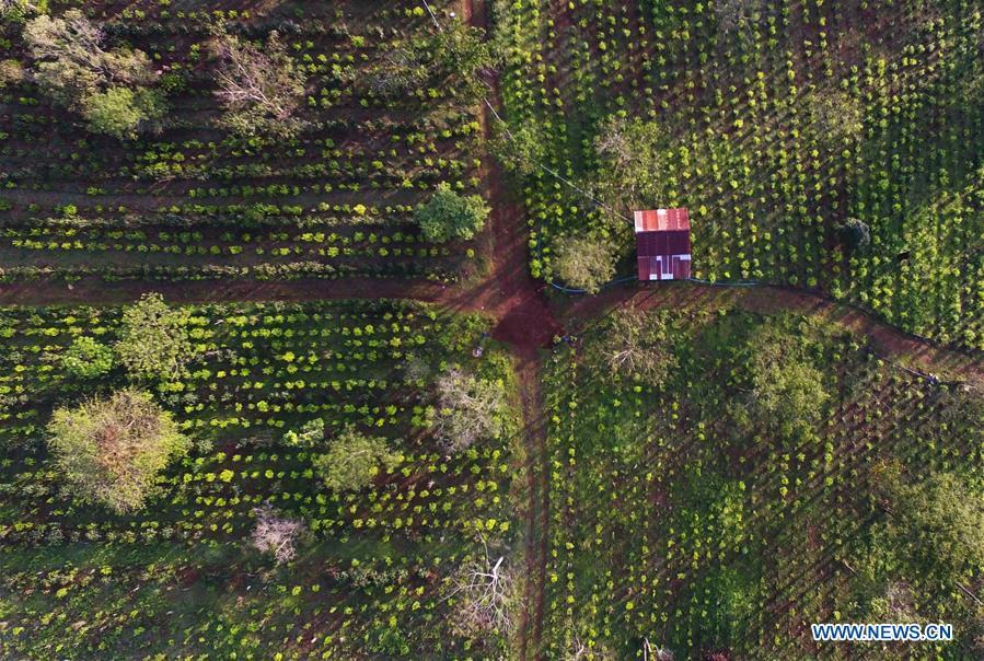 Photo taken on Nov. 16, 2018 shows a tea plantation at Bolaven Plateau in Champasak Province, Laos. As an important part of Asian culture, tea is a special bond among Asian countries to deepen friendship and boost mutual exchanges. China will hold the Conference on Dialogue of Asian Civilizations starting from May 15. Under the theme of \