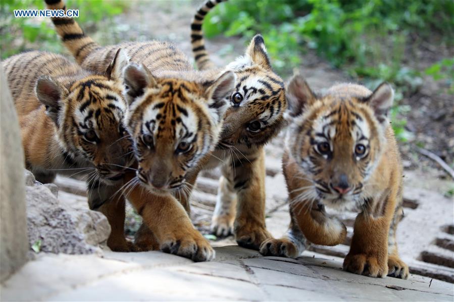 South China Tiger cubs are seen at a zoo in Luoyang, central China\'s Henan Province, May 11, 2019. Six South China Tiger cubs, who were born in the zoo at the beginning of this year, are now allowed to meet the public. (Xinhua/Liu Gaoyang)