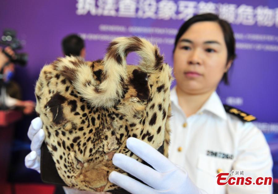 An officer shows a leopard fur product seized by Hangzhou Customs before the handover to forestry authorities in Hangzhou City, East China\'s Zhejiang Province, May 14, 2019. Hangzhou Customs showcased endangered species and wildlife products weighing 863.69 kilograms.