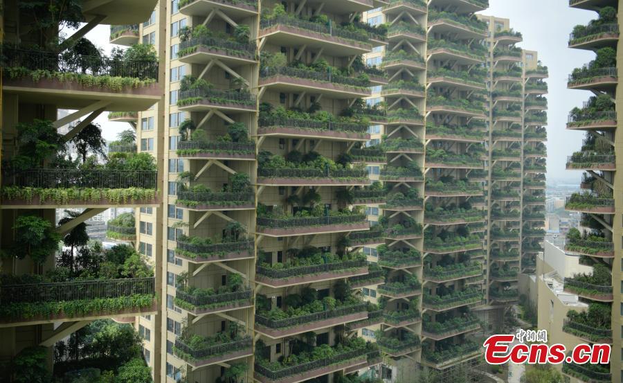 A “vertical forest” residential community with apartment buildings boasting shrub-covered balconies in Chengdu City, Sichuan Province, May 14, 2019.  (Photo: China News Service/Liu Zhongjun)
