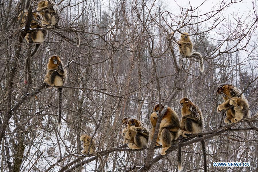 Photo taken on Jan. 25, 2018 shows golden monkeys in Shennongjia National Park of central China\'s Hubei Province. (Xinhua/Du Huaju)
